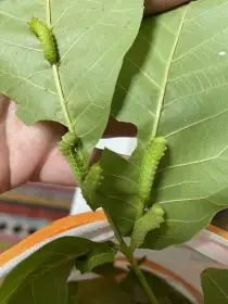 Prodám housenky martináč měsíčitý, Actias luna