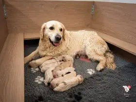 Zlatý retrívr s PP