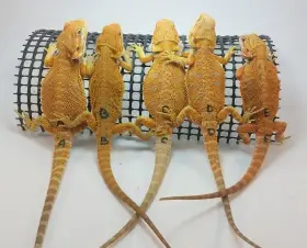 Agama vousatá - Pogona Vitticeps - citrus x red