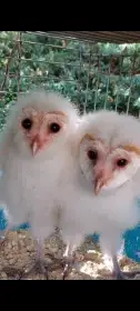 Sova pálená (Tyto alba), imprint