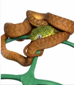 Boiga cyanea 3,3 NZ/2026.