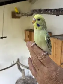 Krásné mladé andulky k ochočení nebo do chovu