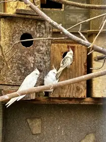 Nabízím korely, princesky, rosely, fišeráky, andulky