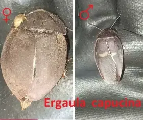 Okrasné druhy švábů (nabídku průběžně rozšiřuji)