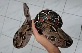 Guyana boa
