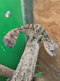 Uroplatus henkeli 2,0,5