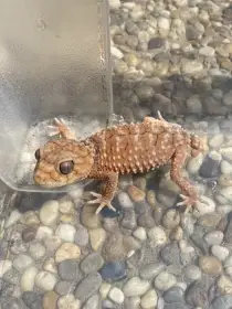 1.1 Nephrurus Amyae
