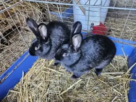 Králík
