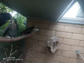 Amazónek bronzovokřídlý