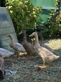 Indický běžec-kačer
