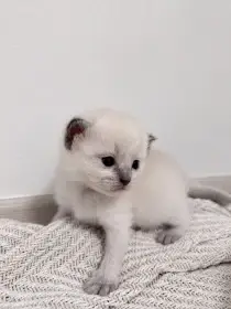 Ragdoll koťátka