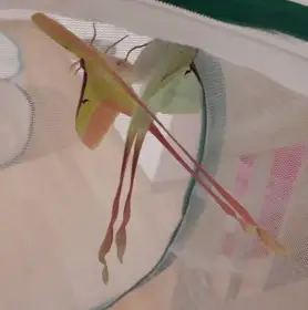 Actias dubernardi, vajíčka