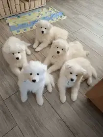 Samojed - štěňátka s PP