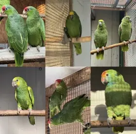 Amazona