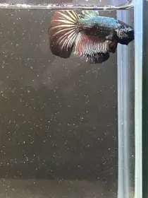 Betta Splendens - Tokugawa samurai odchov