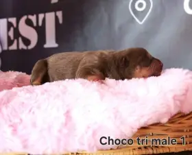 Štěňátka American Bully XL