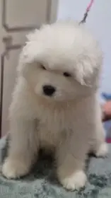 Štěňátka samojeda