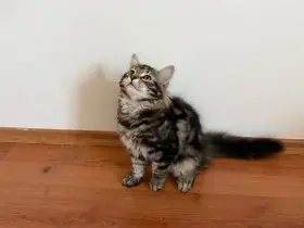 Dva krásní sibiřští kocourci hledají nový domov