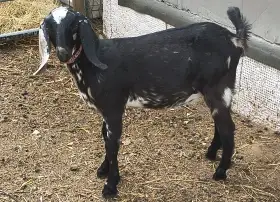 AN kozička po dobré dojnici