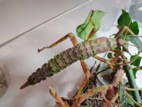 Strašilky ostruhaté (Eurycantha calcarata)