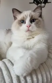 Ragdoll koťátka s PP