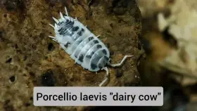 Porcellio laevis (Dairy Cow)