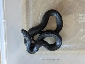 Lampropeltis mexicana Black king