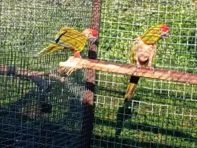 Ara cervenouchy rubrogenys