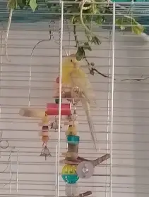 Koupím samce papouska zpevaveho
