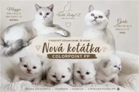 Britská koťátka s PP colorpoint