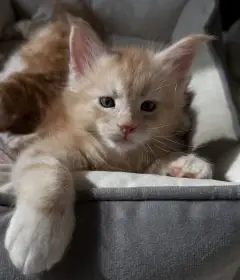 Bastian