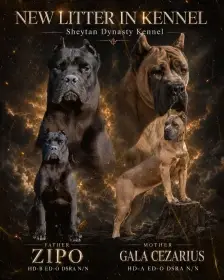 Cane Corso krásná štěňata