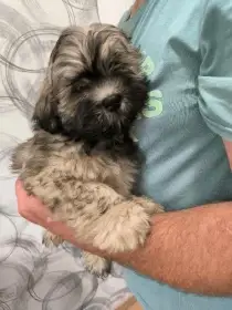 Lhasa Apso sPP