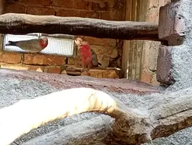 Kakadu růžový - pár