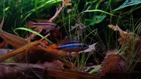 Cichlidka Agassizova pár- Apistogramma agassizi double red