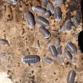 Isopody·stínky - Bulk  - Fauna trhy Ostrava 27.9.