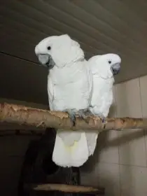 Kakadu bílý
