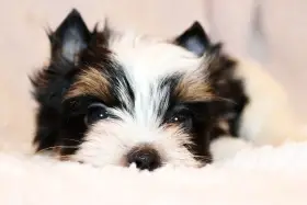 Biewer terrier s PP FCI