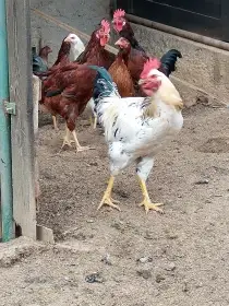 Prodám letošní kohouty