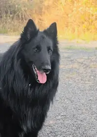 SKOLL du Domaine de Saxane