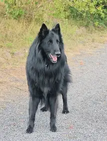 SKOLL du Domaine de Saxane