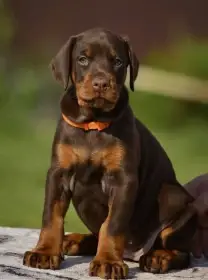 Doberman