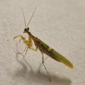 Asijská květinová kudlanka (Creobroter gemmatus)