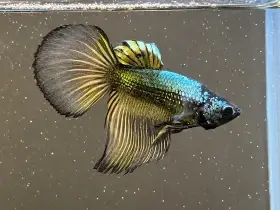 Betta bojovnice - samec 12