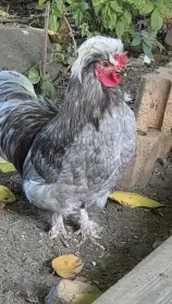 Kříženec  kočinky kohoutek