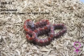 Užovka červená (P. guttatus) - Shatter  Sunkissed
