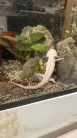 Axolotl mexický  možnost odkupu chlazení