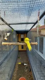 Kakariki