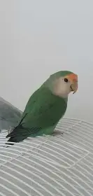 Agapornis růžohrdlý – hledáme parťáka