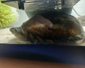 Klapavka kýlová